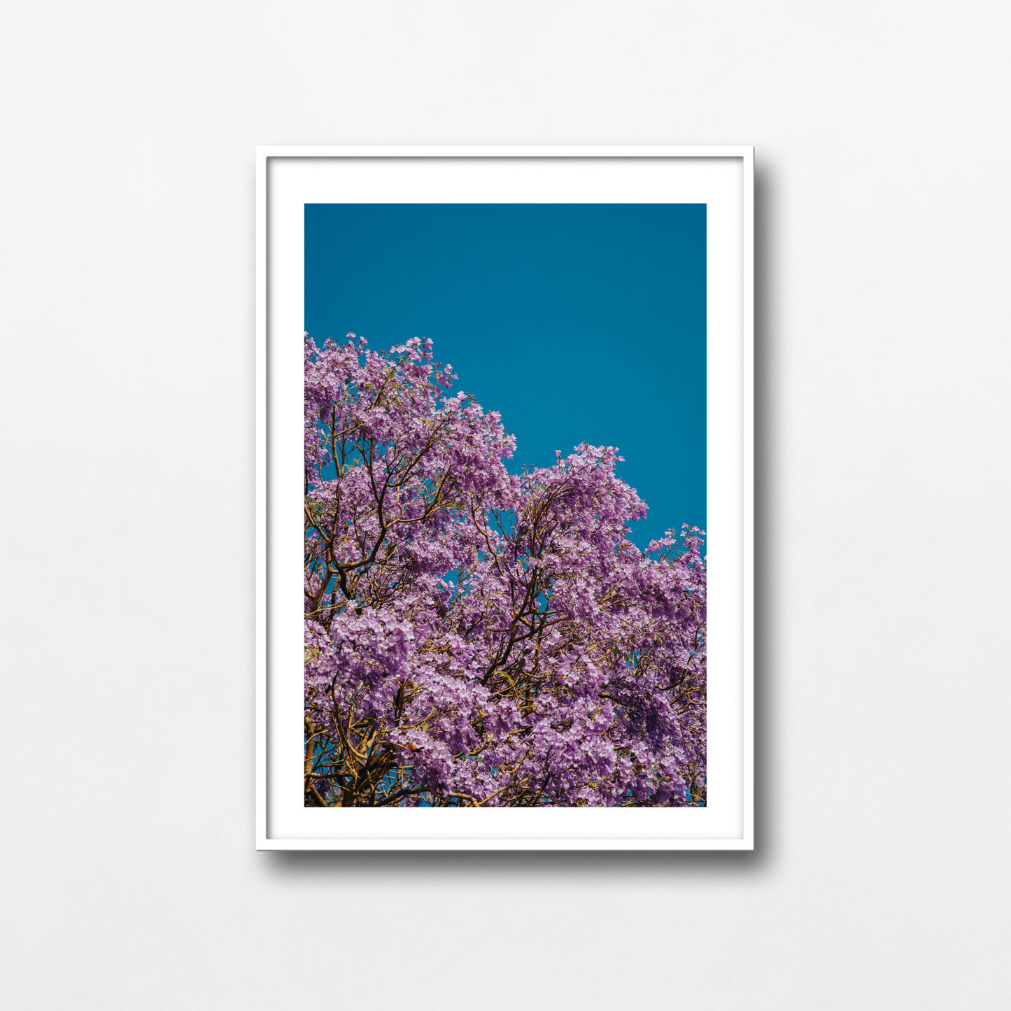 Jacarandas en el cielo