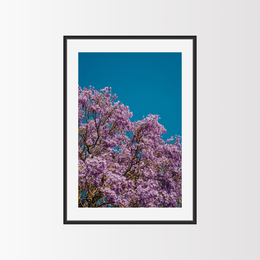 Jacarandas en el cielo