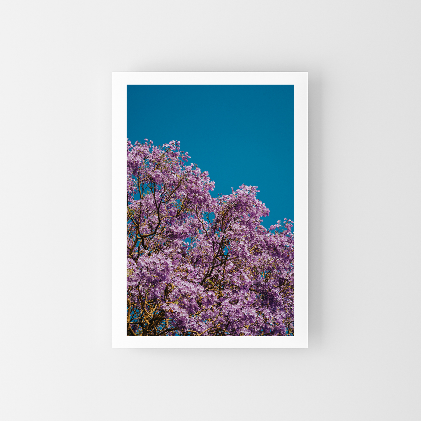 Jacarandas en el cielo
