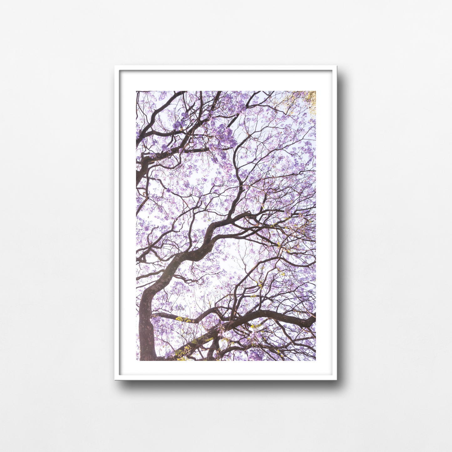 Bosque de Jacarandas II