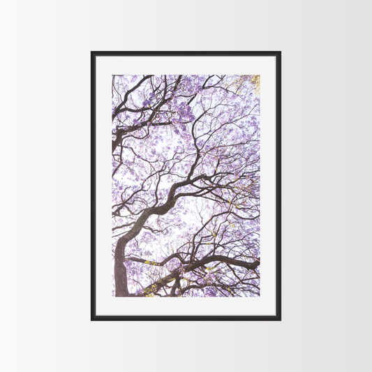 Bosque de Jacarandas II