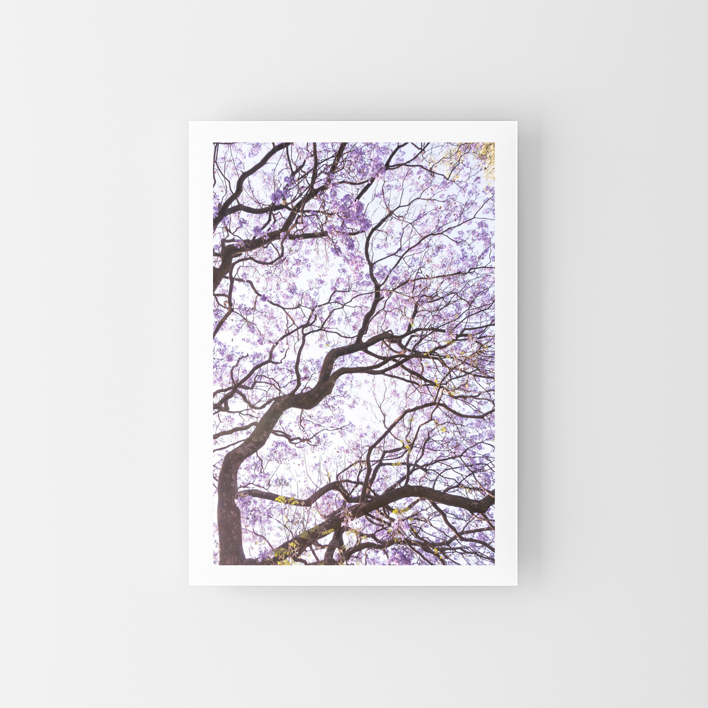 Bosque de Jacarandas II