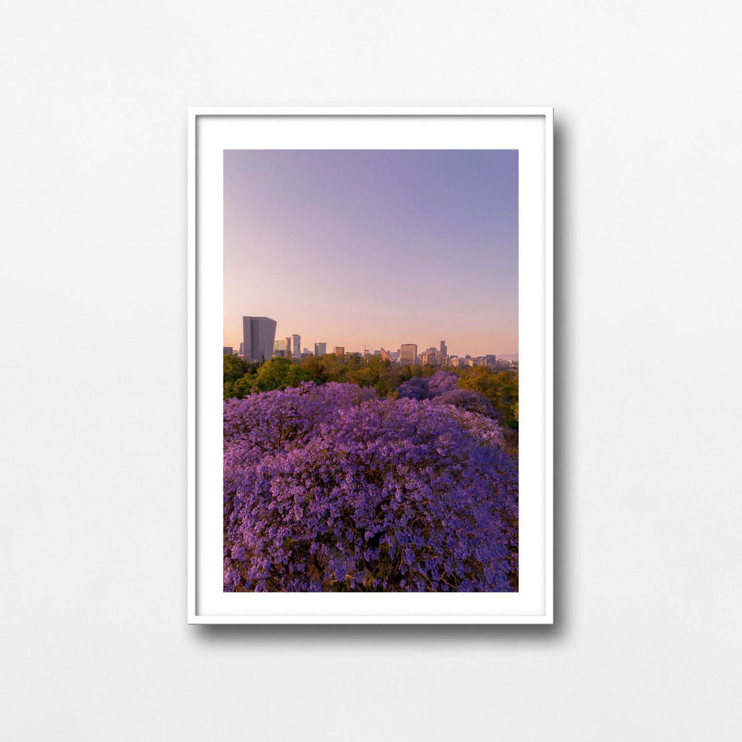 Jacarandas & Polanco