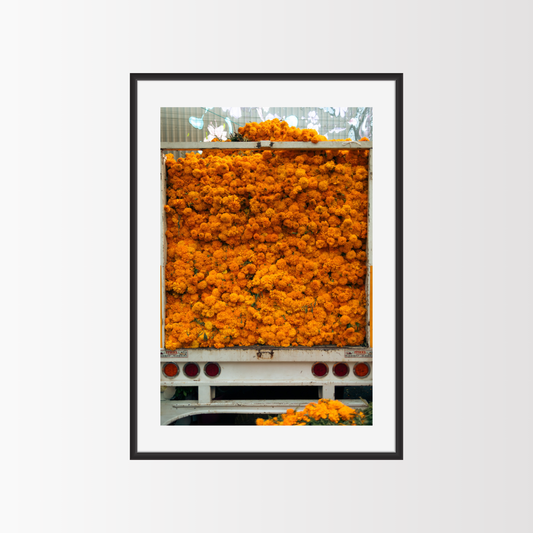 Truck of cempasuchil