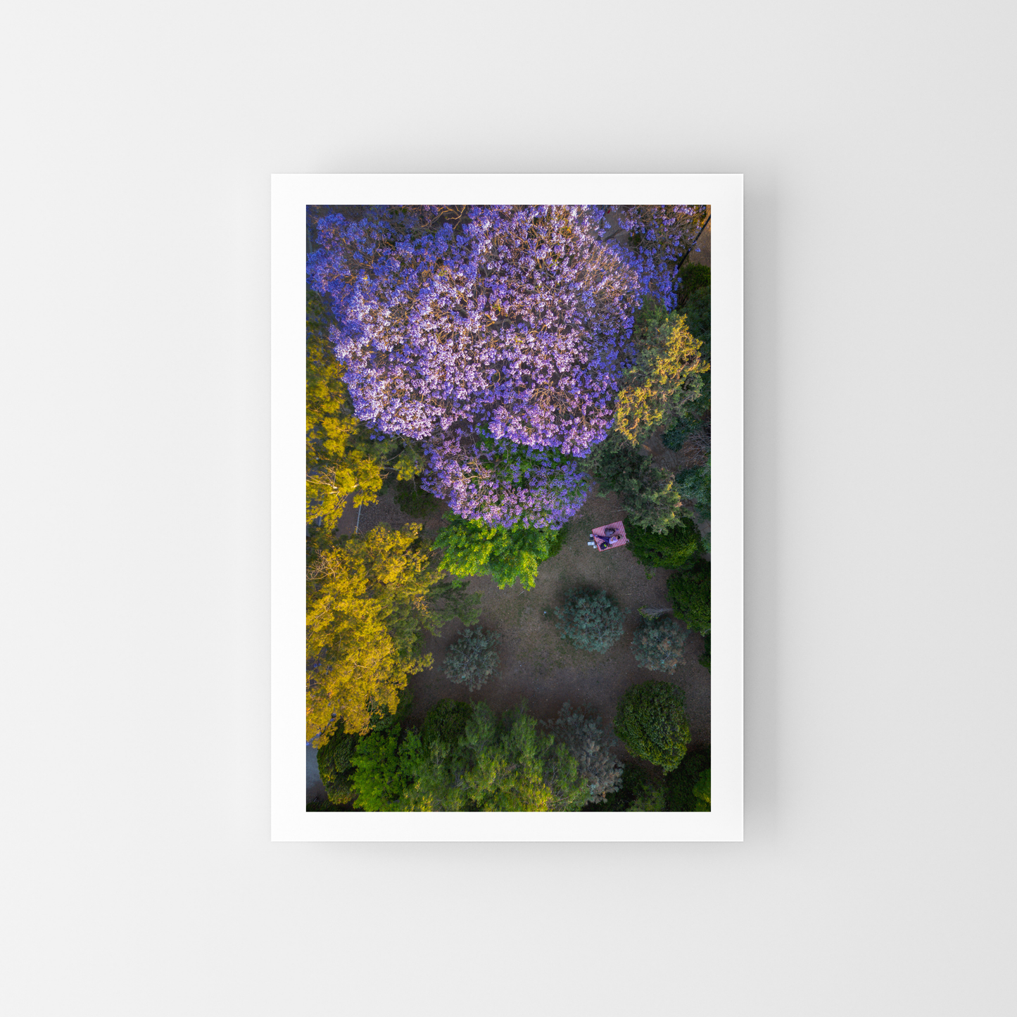 Picnic bajo las Jacarandas
