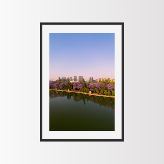 Jacarandas en el parque