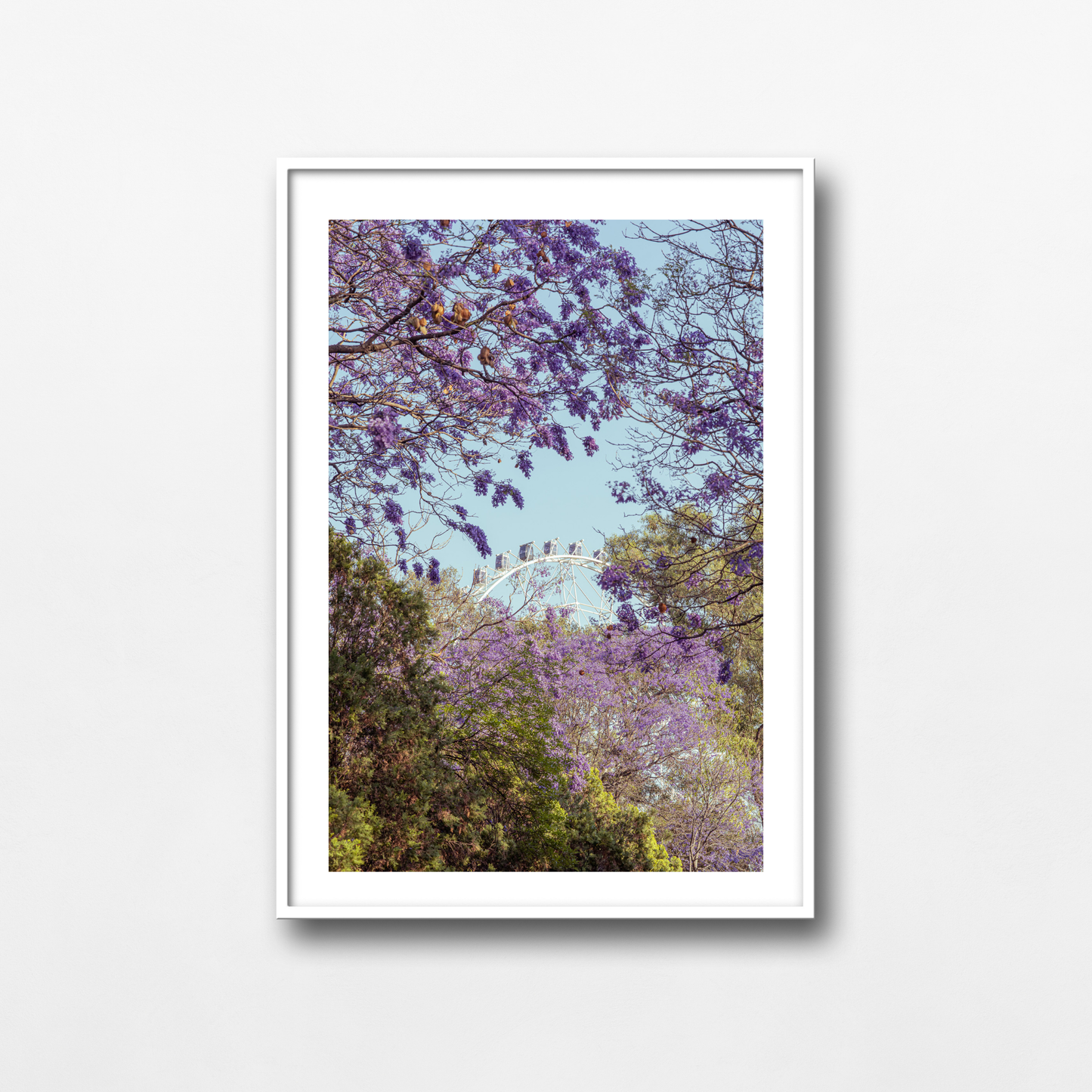 La rueda de las Jacarandas