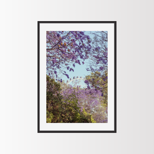 La rueda de las Jacarandas