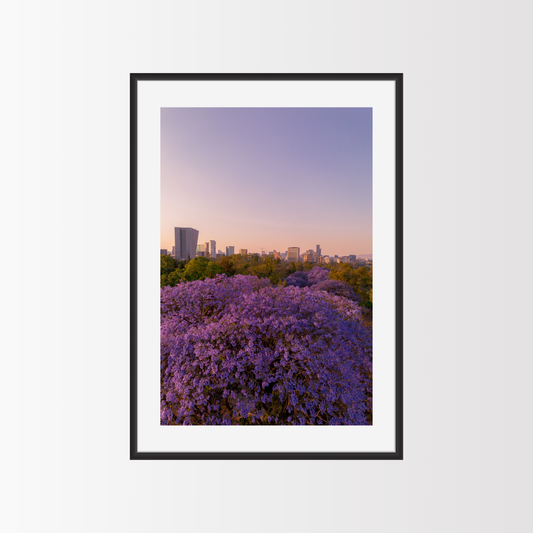 Jacarandas & Polanco