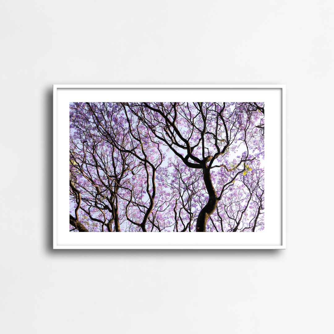 El bosque de las jacarandas - landscape