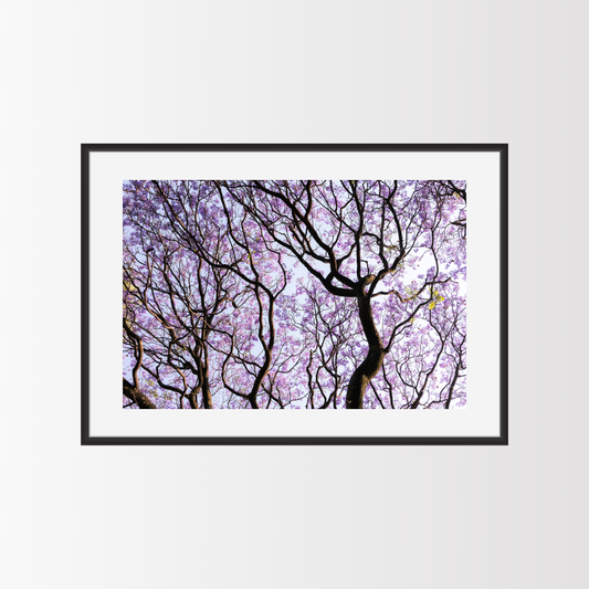 El bosque de las jacarandas - landscape