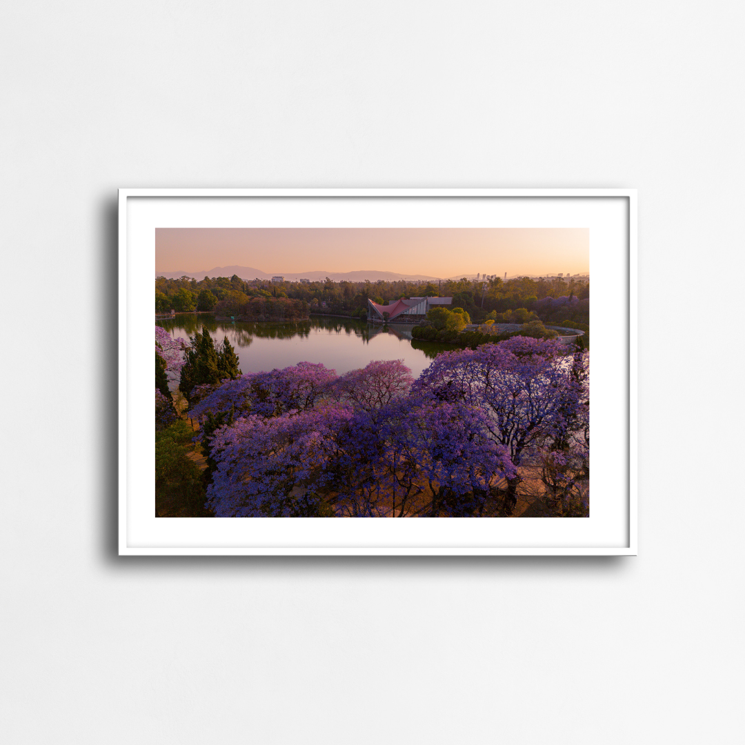 Las Jacarandas en el lago - Landscape