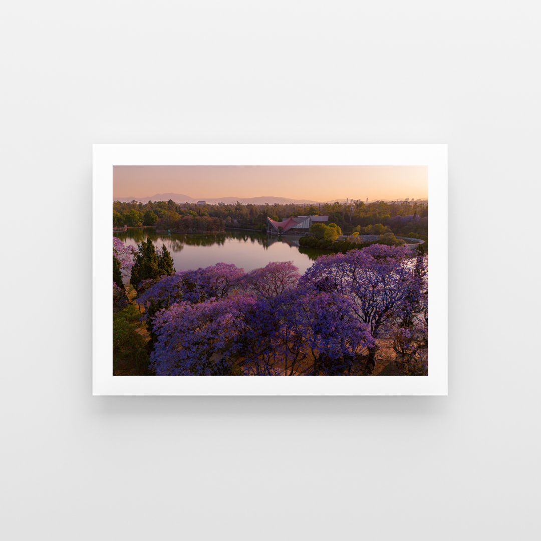 Las Jacarandas en el lago - Landscape
