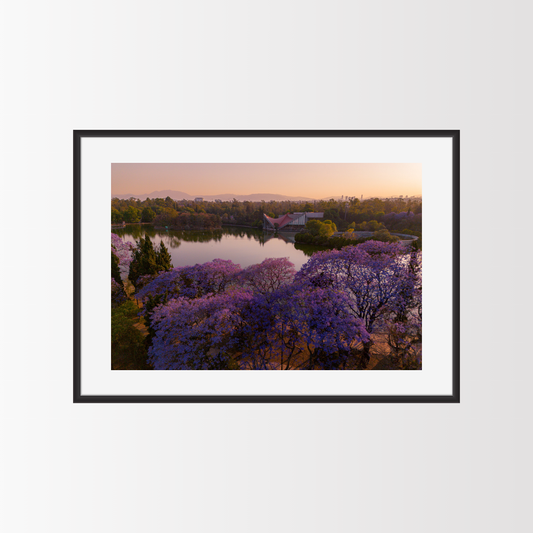 Las Jacarandas en el lago - Landscape