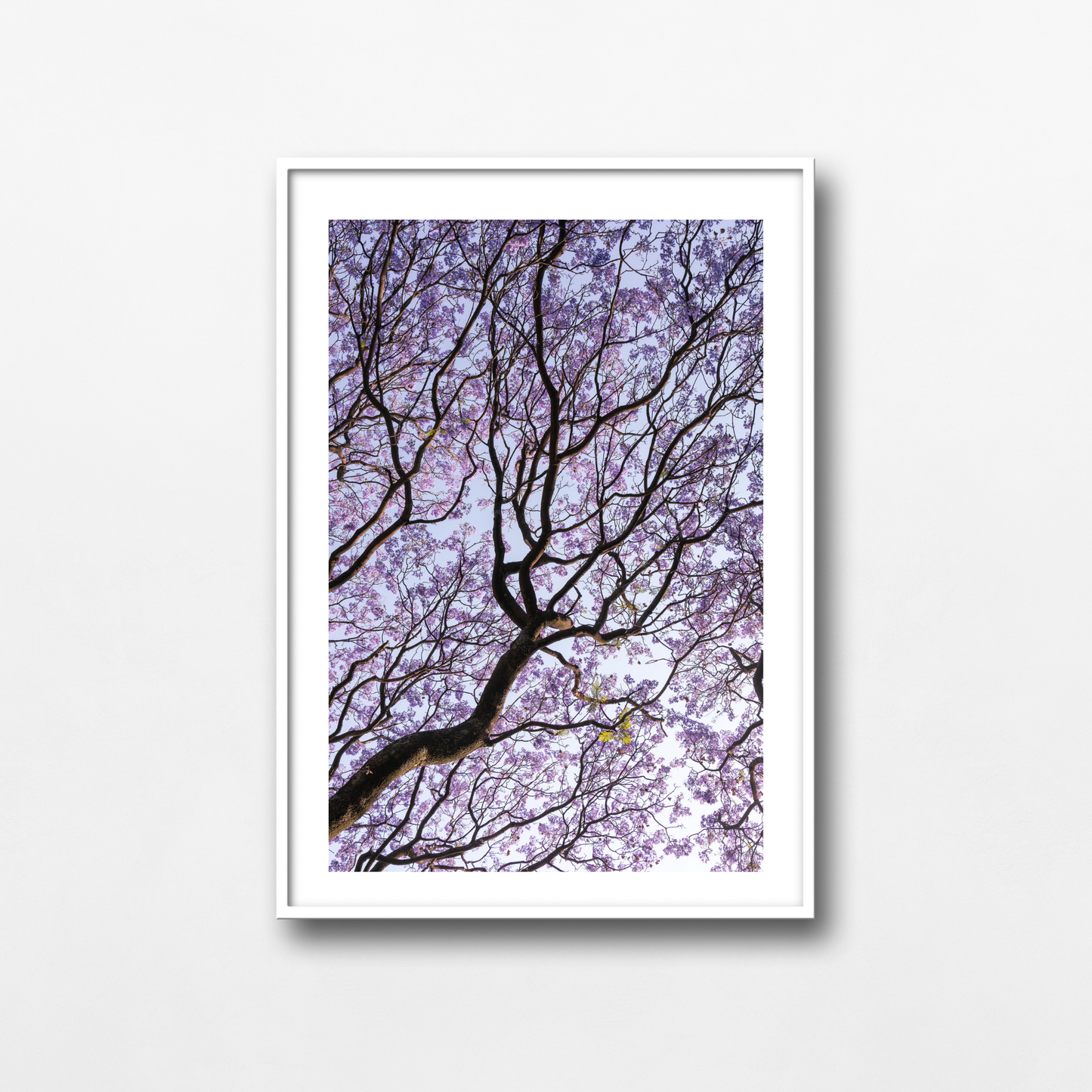 Bosque de Jacarandas