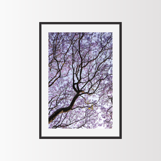 Bosque de Jacarandas