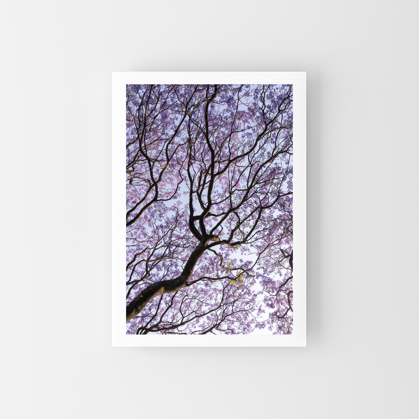 Bosque de Jacarandas