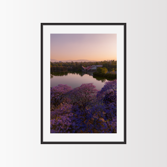 Jacarandas en el lago