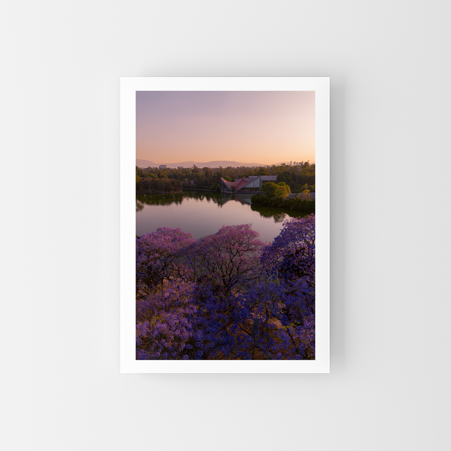 Jacarandas en el lago