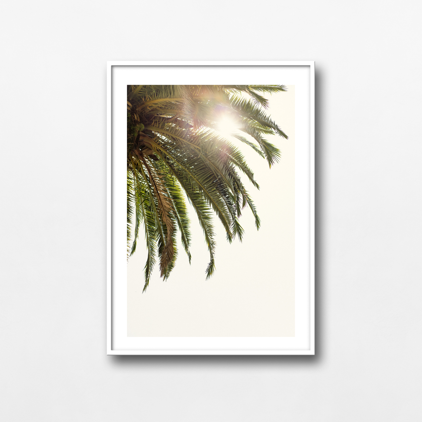Palms of Rome