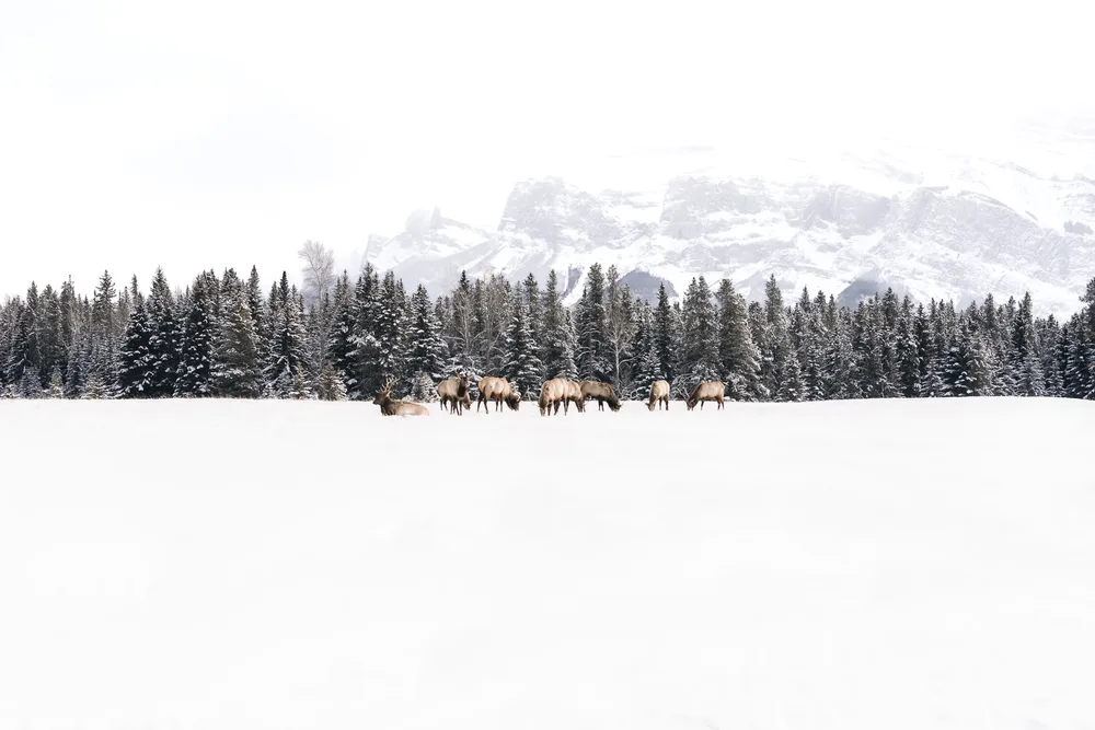 Banff Life