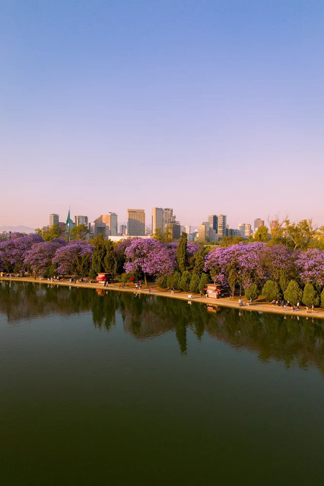 Jacarandas of Chapultepec