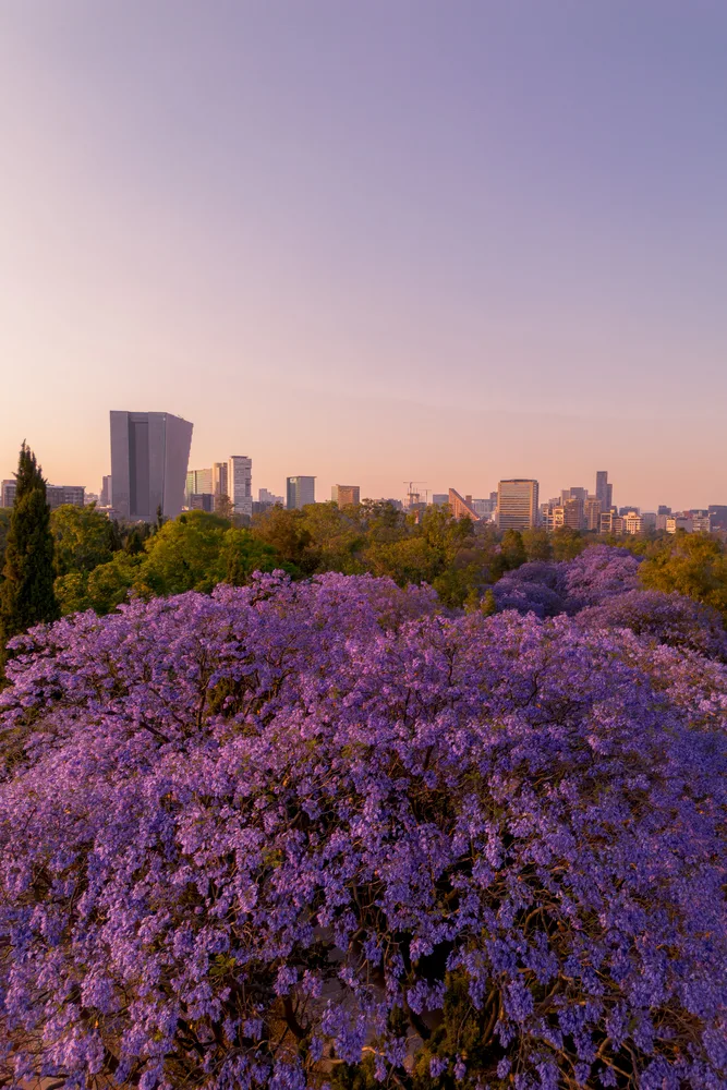 Jacarandas of Polanco