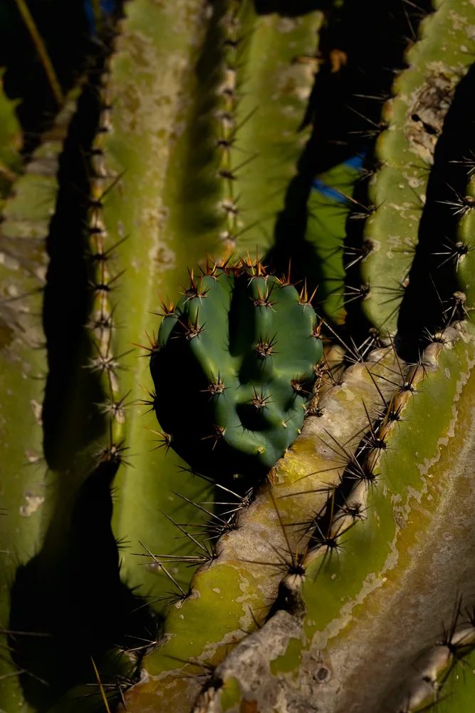 Lonely Cactus