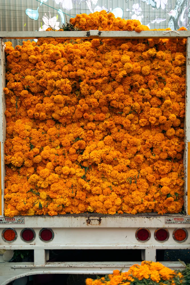 Truck of Cempasúchil