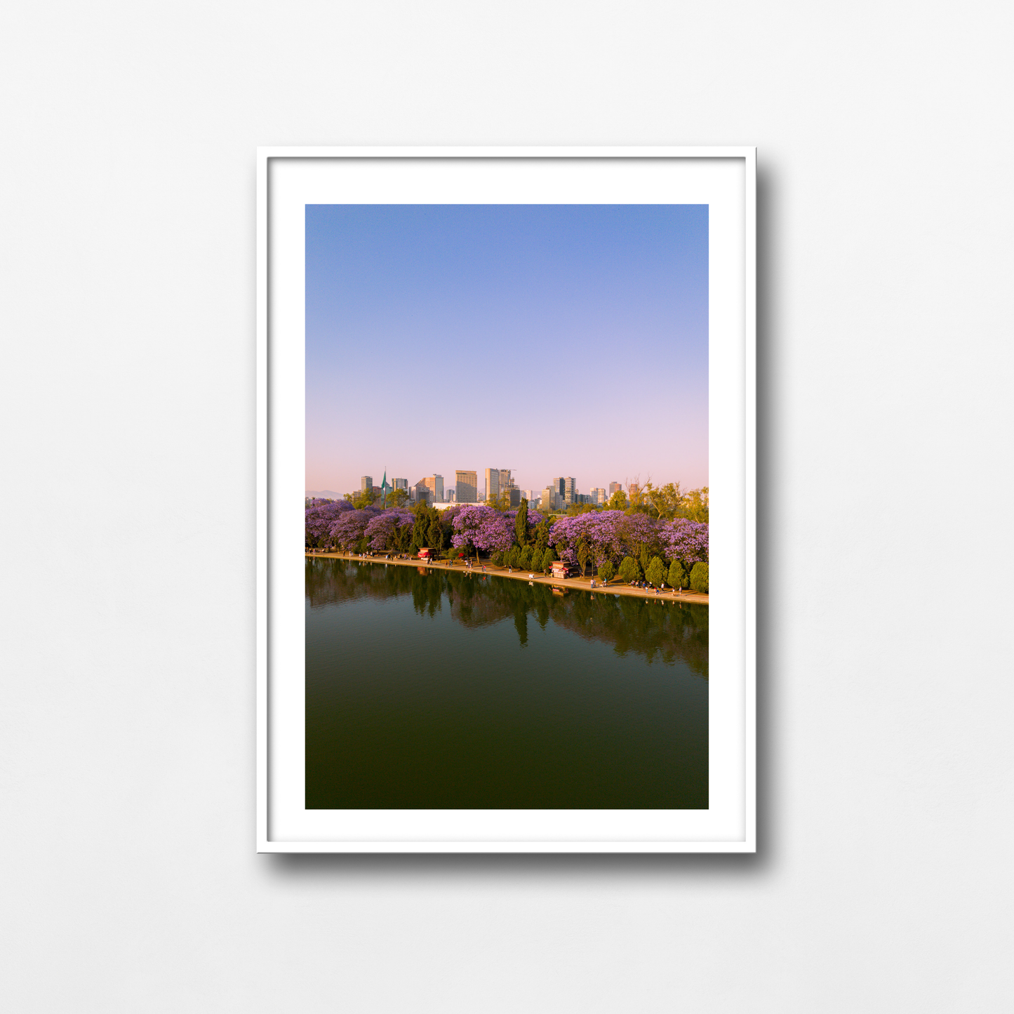 Jacarandas en el parque