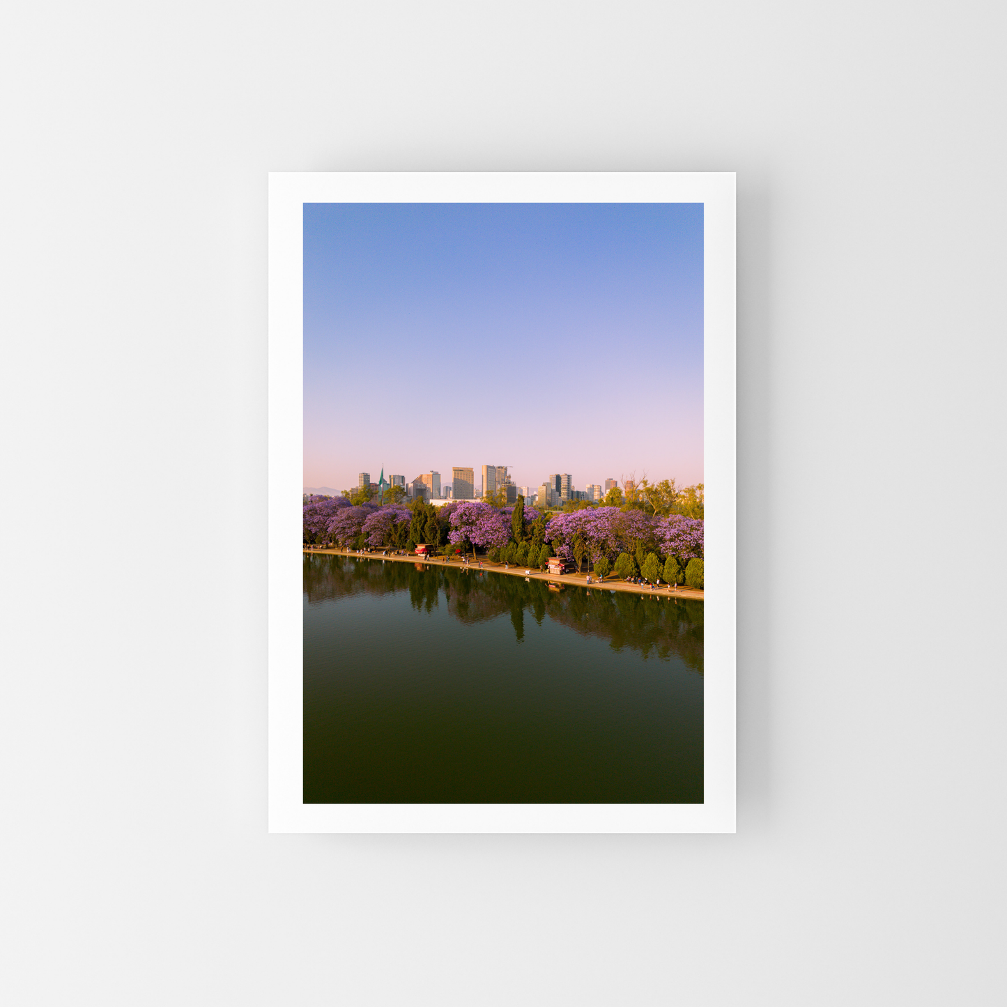 Jacarandas en el parque