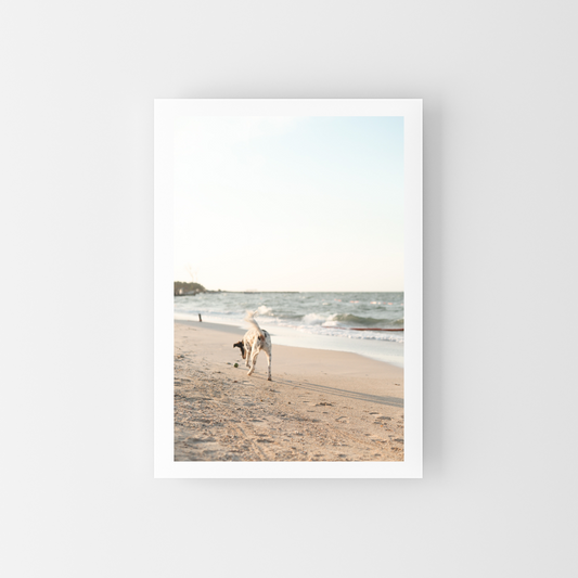 A playful dog
