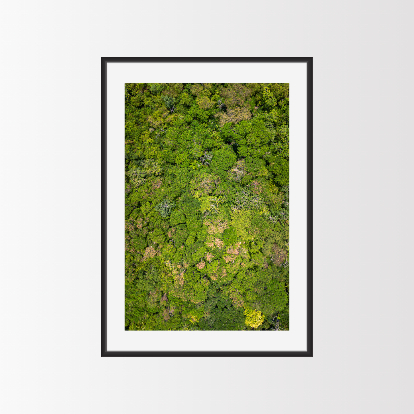 A jungle from above