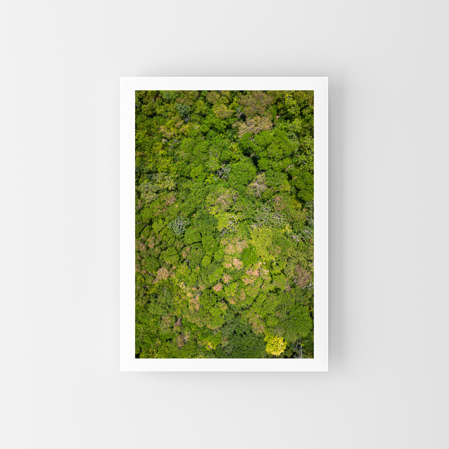 A jungle from above