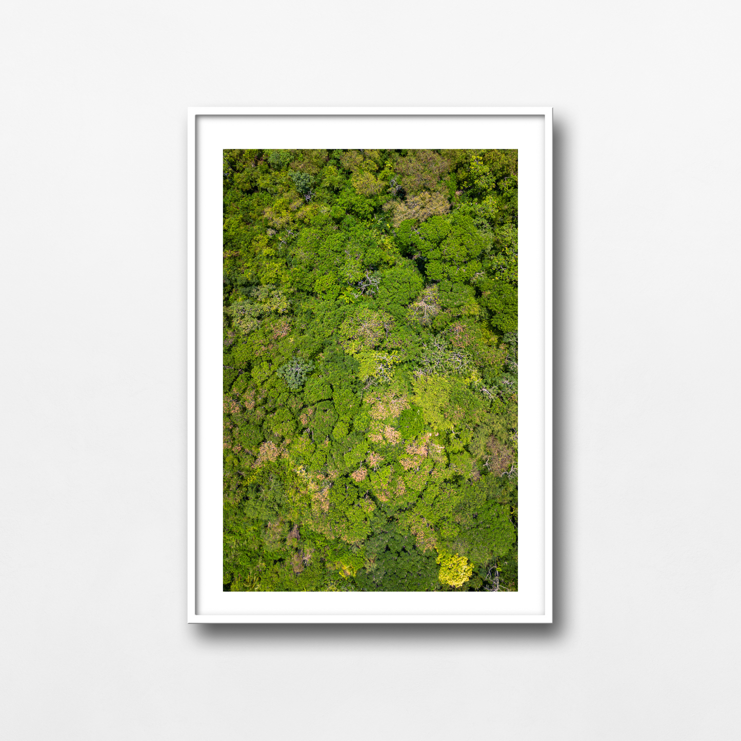 A jungle from above