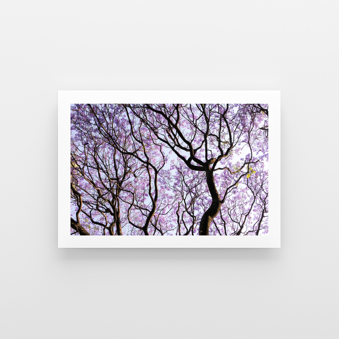 El bosque de las jacarandas - landscape
