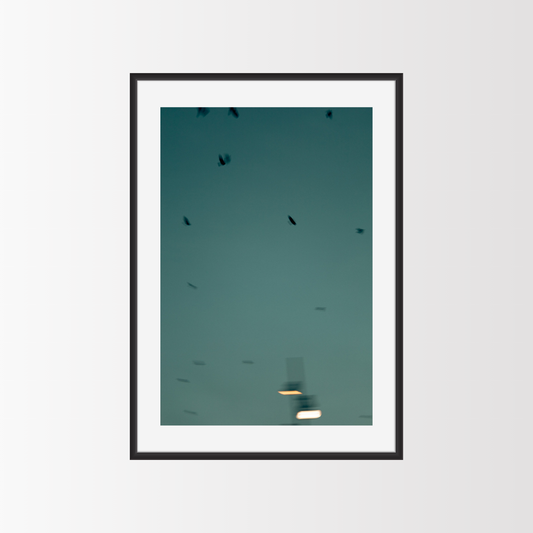 Flying Birds