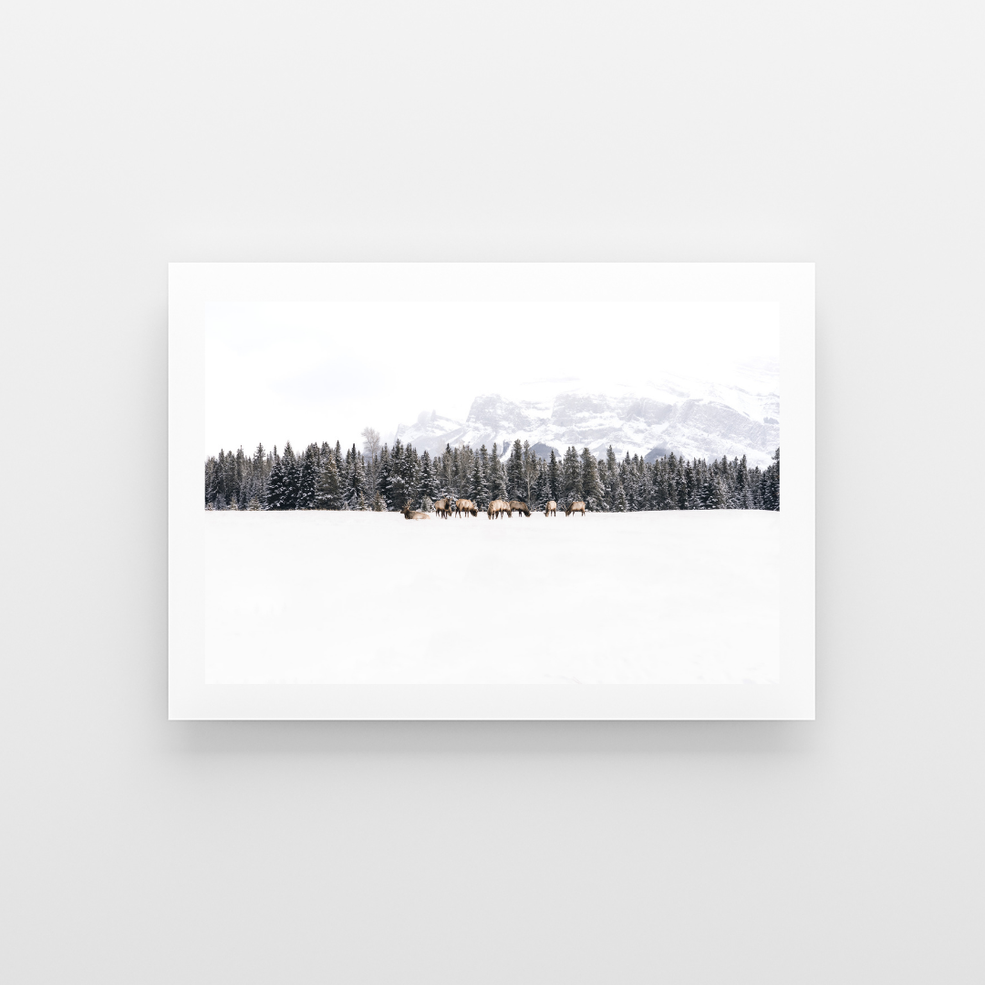 Banff Life