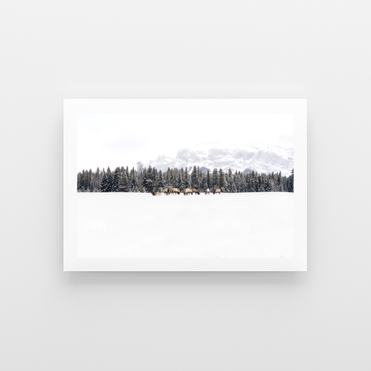 Banff Life